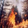 В районе Ростовской области введен режим ЧС из-за лесного пожара