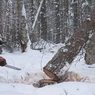 В Измайловском парке упавшее дерево придавило рабочего