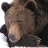 День, когда медведи впадают в спячку