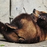 Спасение медведей - дело лап самих медведей (ВИДЕО)