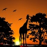 Раскрыт секрет длинной шеи у жирафов