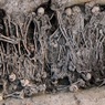 Ученые обнаружили в Поволжье России самые ранние следы Черной смерти