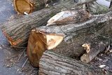 В Москве девушка погибла из-за упавшего дерева