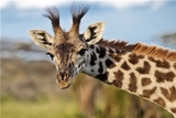 В зоопарке Копенгагена умертвили незаконнорожденного жирафа