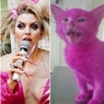 Защитники животных: Розовый котенок Лены Лениной умер от интоксикации