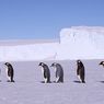Пингвин-киборг выведает все тайны Антарктики (ФОТО)
