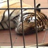 Стало известно, что тигр в Приамурье умер не от травмы, а от рака