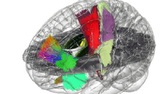 Создан первый голографический атлас мозга
