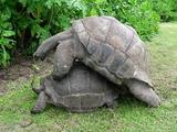 Самец черепахи в одиночку спас свой вид от вымирания
