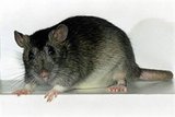 Крысиная голова в хлебе устроила проблемы саратовскому комбинату (ФОТО)