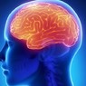 Ученые: Объем мозга меняется в течение суток