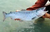 На Камчатке уничтожают красную рыбу, пытаясь не допустить снижения цен