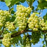 Учёные нашли в винограде средство от депрессии