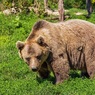 В национальном парке под Новосибирском медведь насмерть задрал подростка