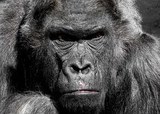 В Соединенных Штатах  застрелили гориллу, взявшую на руки ребенка