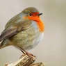 Ученые выяснили, как птицы могут видеть магнитное поле Земли