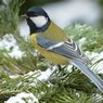 Орнитологи утверждают, что птицы способны составлять предложения