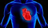Российские ученые в этом году начнут работу над созданием искусственного сердца