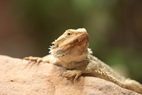 В местах обитания инков найдены крошечные драконы (ФОТО)