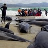 Массовый выброс дельфинов на берег зафиксирован в Японии