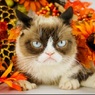 Умерла ставшая мемом "хмурая кошка" Grumpy Cat
