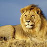 Лев загрыз львицу на глазах у посетителей польского зоопарка