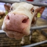 Пол теленка влияет на удои у коровы
