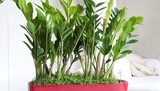 Названы лучшие «кухонные» растения, очищающие воздух от токсинов