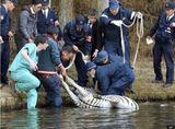 В Японии зебра утонула на поле для гольфа