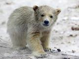 В немецком зоопарке из вольера сбежал гибрид белого и бурого медведя