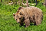 Опубликовано видео допроса участника расправы над медведем в Якутии