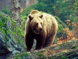 В Вологодской области автомобиль сбил медведя