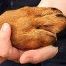 Собака-инвалид радуется жизни на четырех протезах (ФОТО, ВИДЕО)