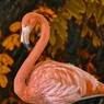 В Якутию залетел фламинго