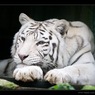 Посетитель китайского зоопарка поплатился жизнью за вылазку к голодному тигру