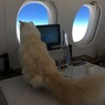 Про перевозку животных в самолете теперь даже шутки грустные