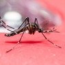 Вслед за аномалиями зимы ученые предрекли лето без комаров