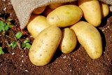 Президент Грузии собрал урожай подаренной Лукашенко картошки