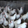 В Татарстане ликвидируют птицекомплекс из-за вспышки птичьего гриппа