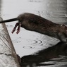 Специалисты предупредили о необычном поведении крыс во время пандемии в США