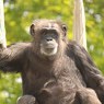 Завязавший с алкоголем и сигаретами шимпанзе умер (ВИДЕО)