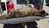 Эксперты установили вид таинственного животного, убитого на ранчо в США