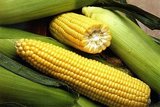 Россельхознадзор запретил импорт сои и кукурузы из США