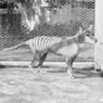 Опубликовано видео с последним тасманским тигром на планете