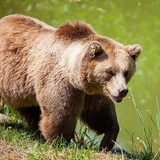 Медведь убил шестилетнего ребёнка в Красноярском крае
