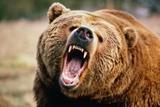 Медведь разорвал мужчину на куски неподалеку от аэропорта Томска