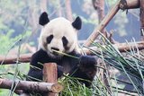 Детеныш панды из китайского зоопарка стал звездой сети