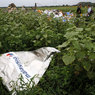 Найдены тела еще 27 погибших в авиакатастрофе над Украиной