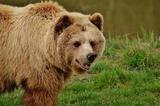 Медведь напал на жителя Приуралья