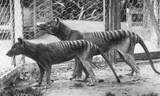 В Австралии случайно обнаружили животное, которое 80 лет считалось вымершим